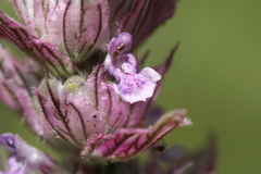 Nepeta tuberosa