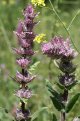 Nepeta tuberosa
