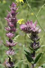 Nepeta tuberosa