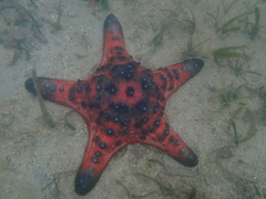 Protoreaster nodosus