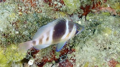 Hypoplectrus puella