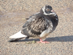 Columba livia domestica