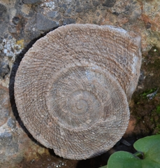 Iberus gualtieranus gualtieranus