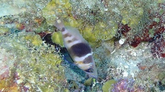 Hypoplectrus puella