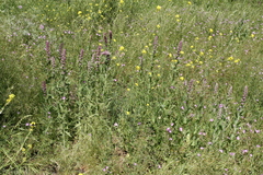 Nepeta tuberosa
