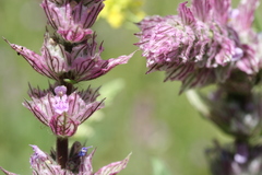 Nepeta tuberosa