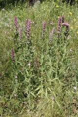 Nepeta tuberosa