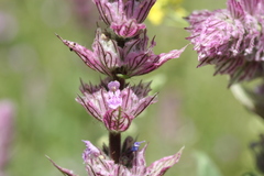 Nepeta tuberosa