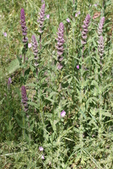 Nepeta tuberosa