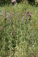 Nepeta tuberosa