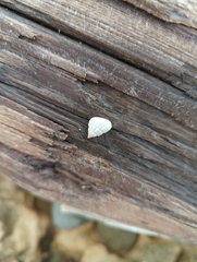 Cenchritis muricatus