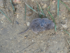 Crocidura