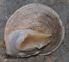 Iberus gualtieranus gualtieranus