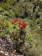 Gaiadendron punctatum