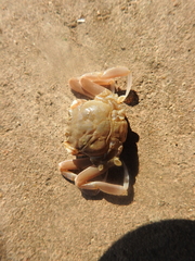 Dorippoides facchino