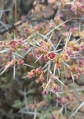 Ruschia intricata