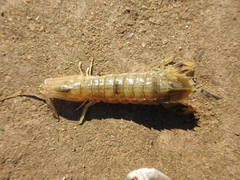 Gonodactyloidea