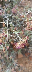 Ruschia intricata