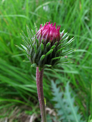 Carduus defloratus