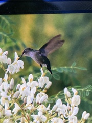 Mellisuga minima
