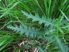 Carduus defloratus