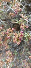 Ruschia intricata
