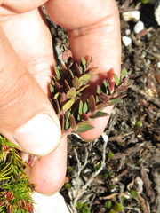 Vaccinium floribundum