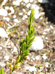Hypericum juniperinum