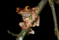 Rhacophorus pardalis