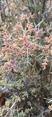 Ruschia intricata