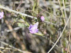 Agalinis maritima