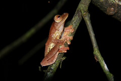 Rhacophorus pardalis