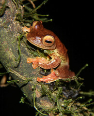 Rhacophorus pardalis