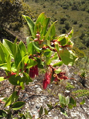Cavendishia bracteata