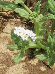 Heliotropium ramosissimum