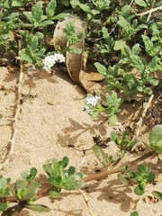 Heliotropium ramosissimum