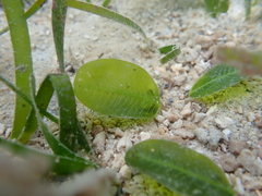 Halophila