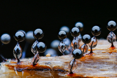 Collaria arcyrionema