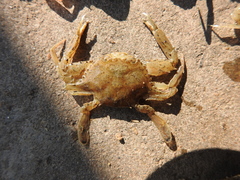 Eodemus