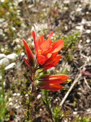 Castilleja integrifolia