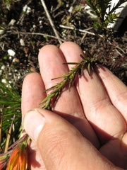 Castilleja integrifolia