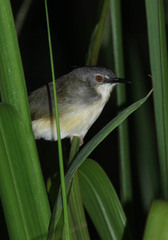 Prinia flaviventris