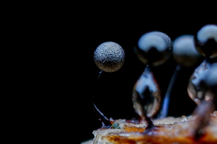 Collaria arcyrionema