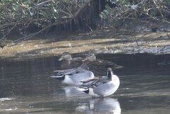 Anas fulvigula maculosa