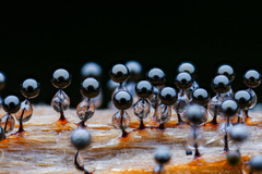 Collaria arcyrionema