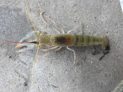 Alpheidae
