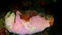 Halisarca caerulea