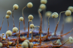 Cribraria intricata