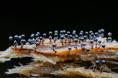 Collaria arcyrionema
