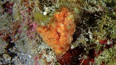 Ptilocaulis walpersii